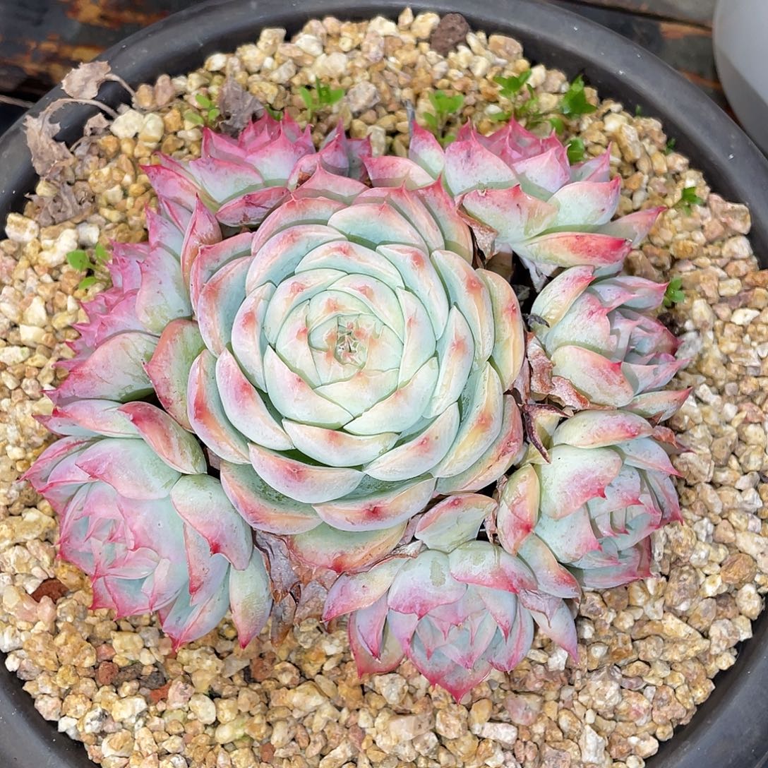 多肉植物一物一拍