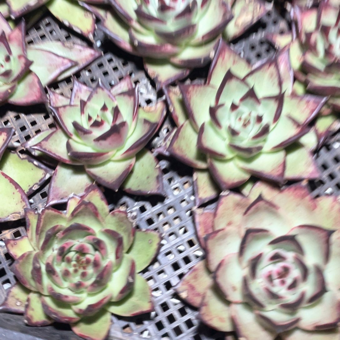 一筐特价福利不售后乌木少根无根有伤福利0217