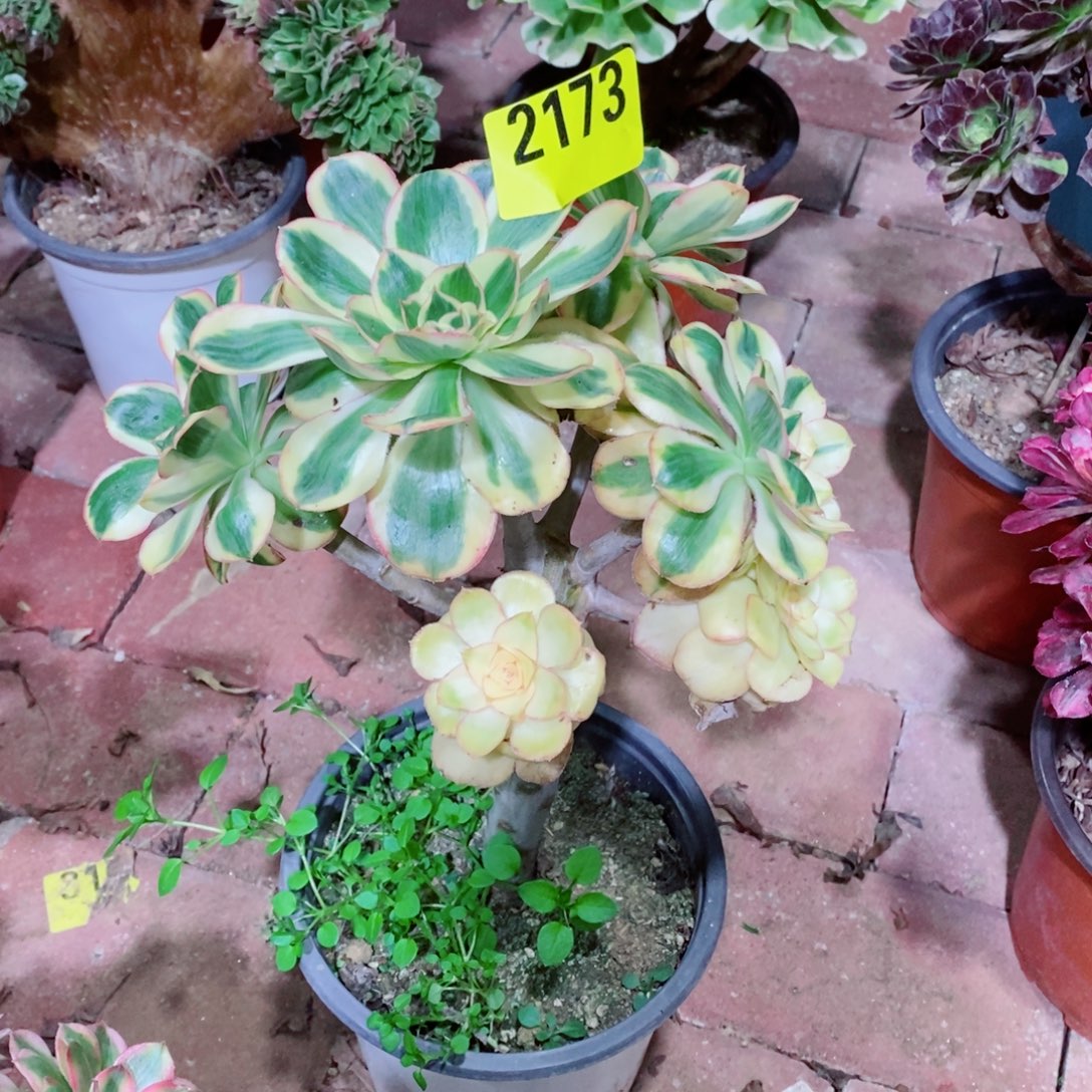 燕姿锦丛林多肉法师2173