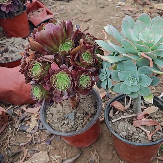 两颗法师加急发货2