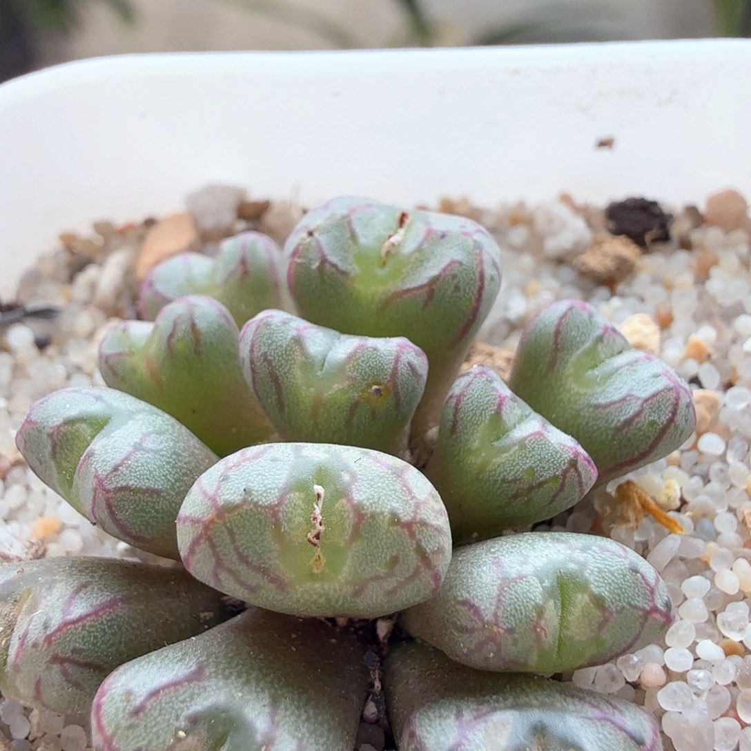 2.9.96/送奶杂/多肉植物