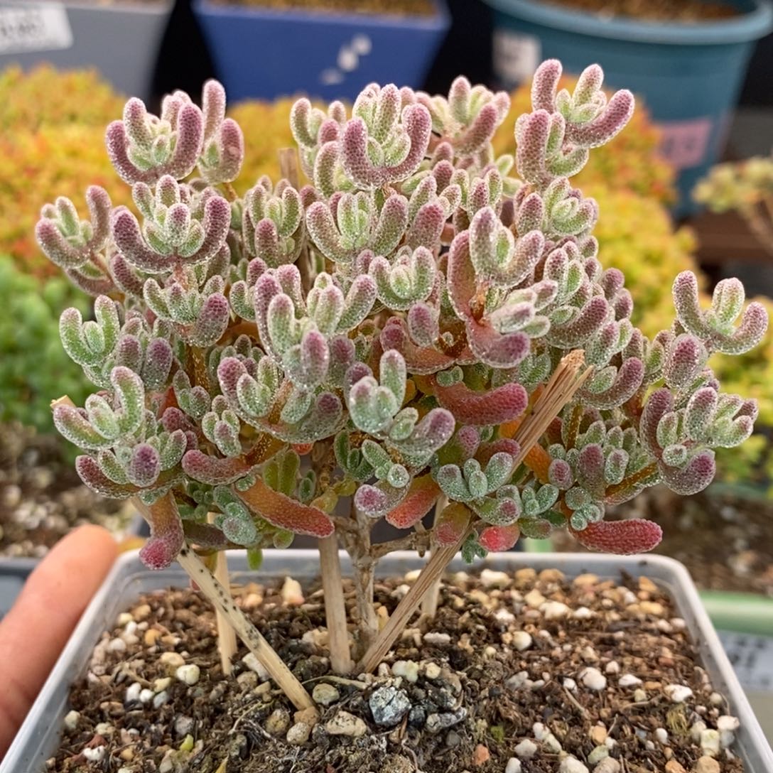 胡***森482冰晶 。       