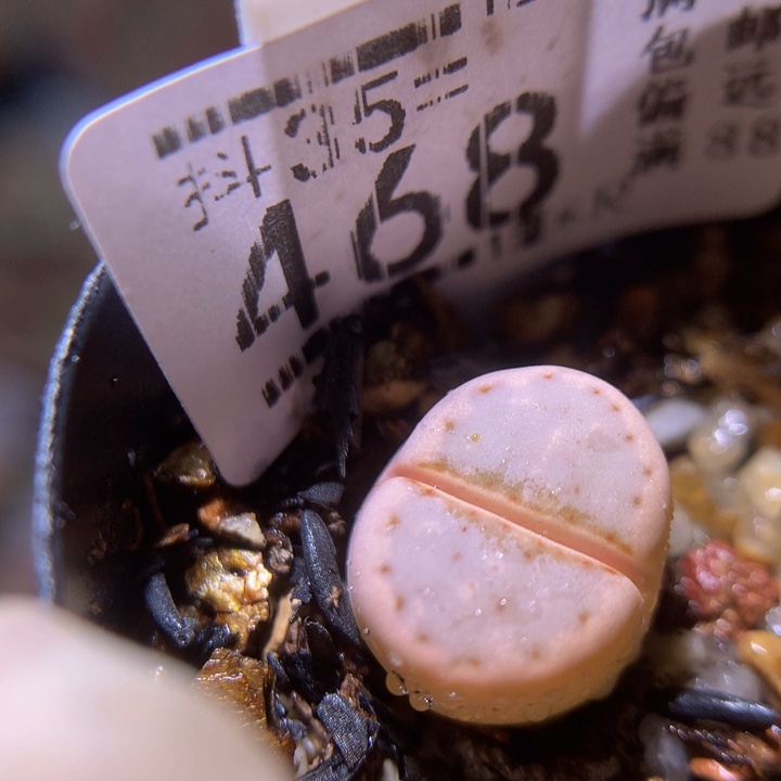 精品生石花35.468