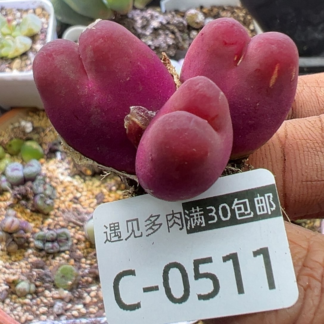 多肉植物11111111111111111