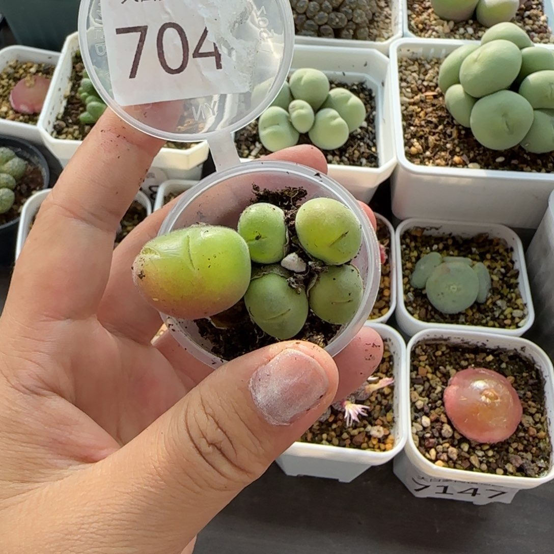 小***宅7323 大白多肉植物园