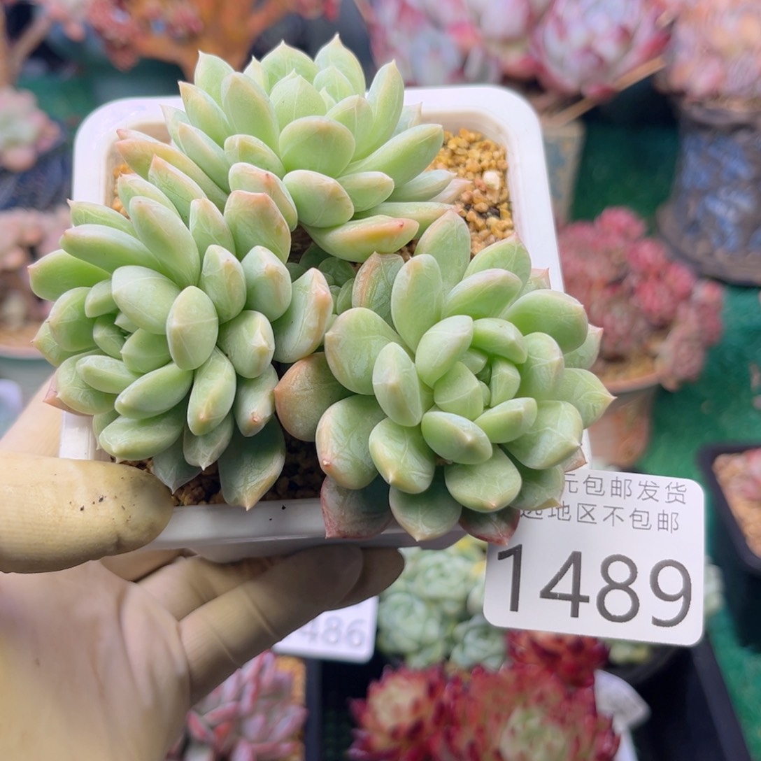 大1489，h xv x b vn n