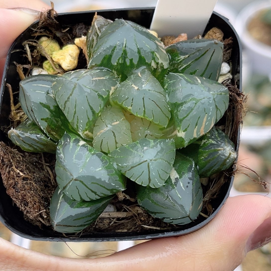 22巨大化OH玉露锦福利专场