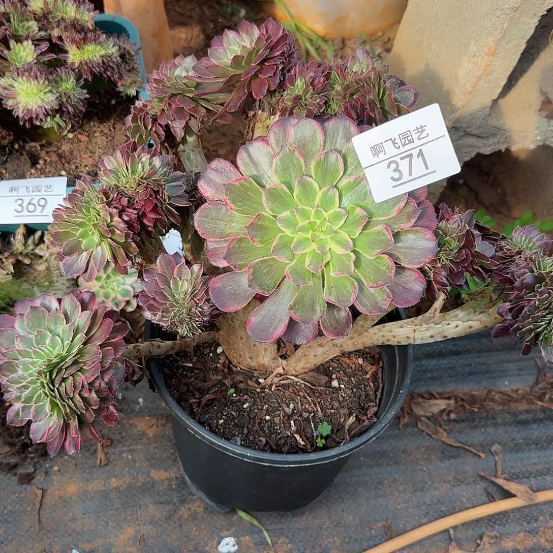梦***见371多肉  水墨画缀福利