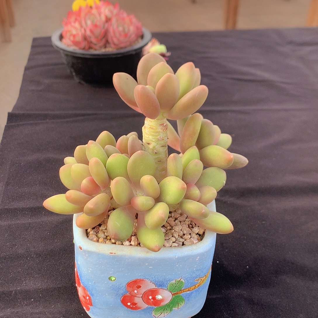 芒果奶多肉一物一拍