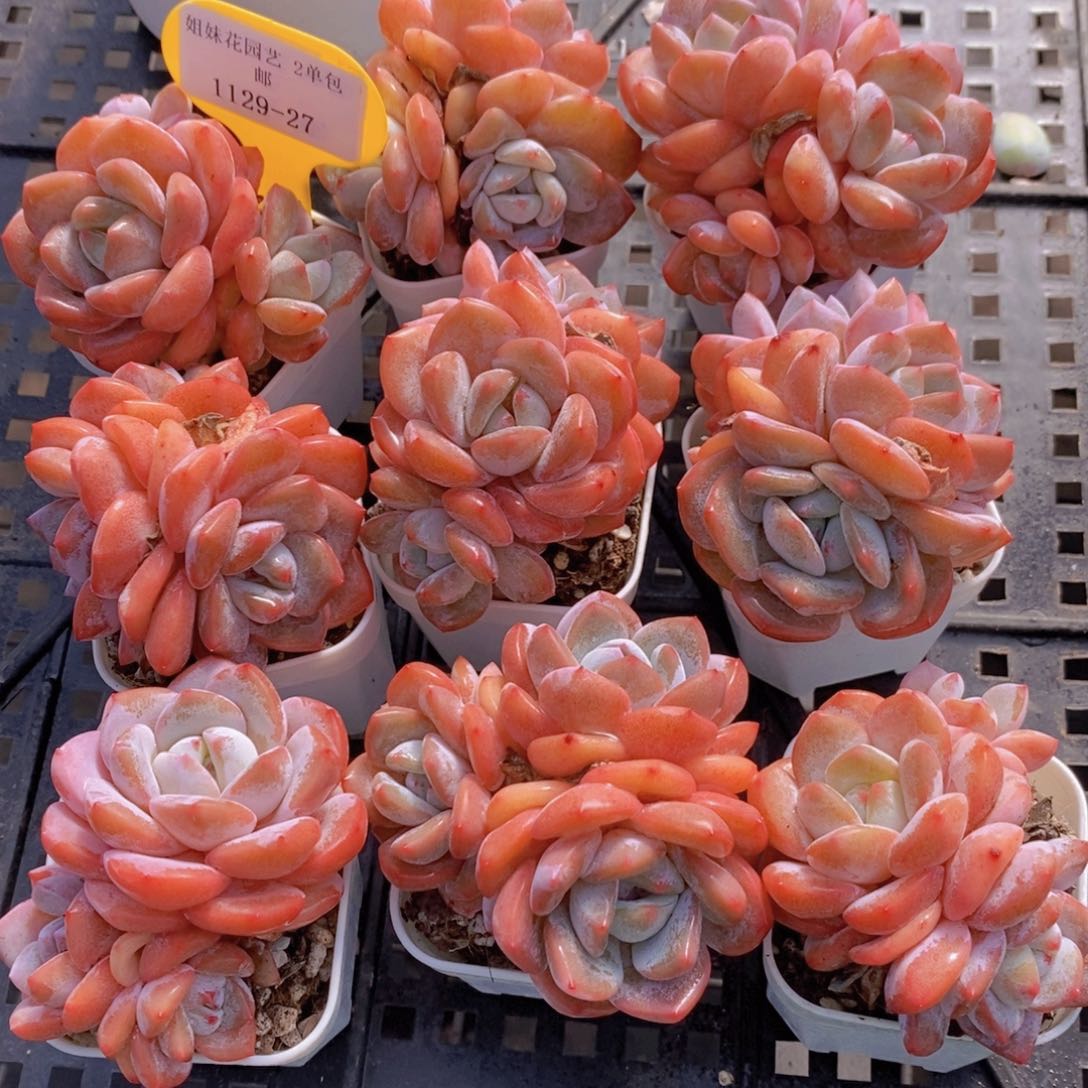 1129-27-精品奶油冰橙多头一个