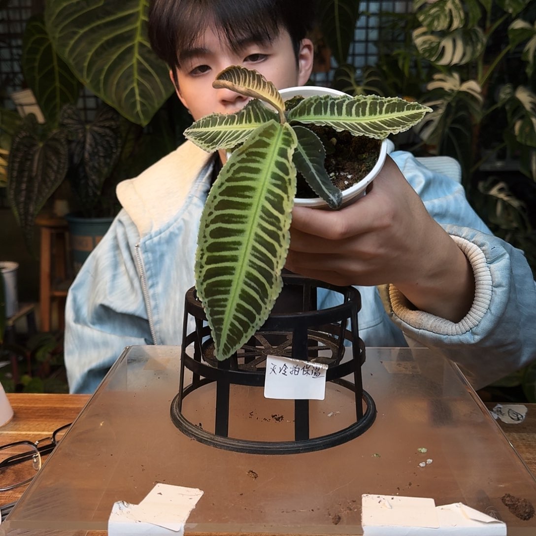 完全开放J150气泡紫金牛