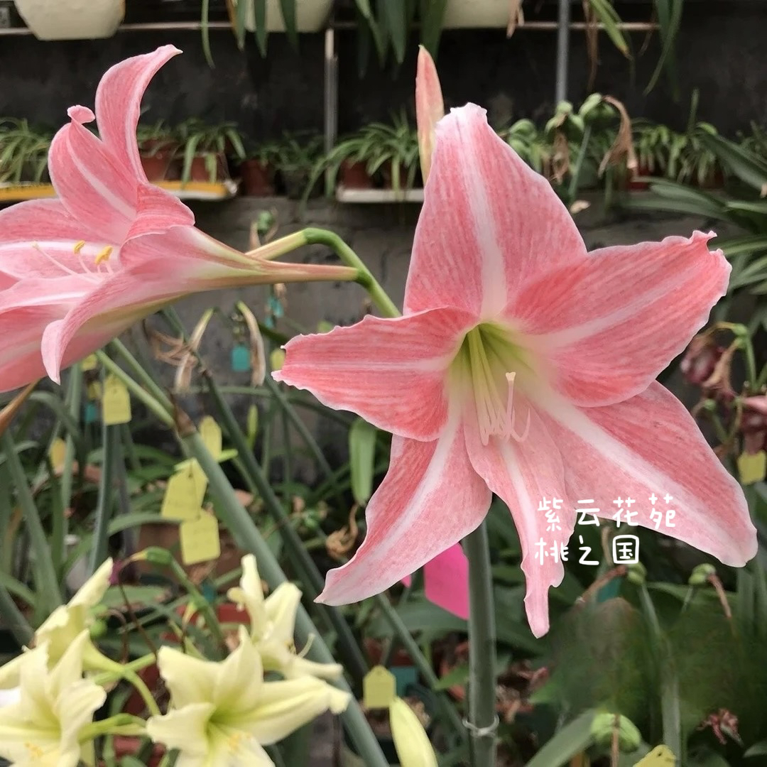 【日朱】桃之国/ 天使酒窝/天使号角/夜色之门/凤蝶大师朱顶红种球