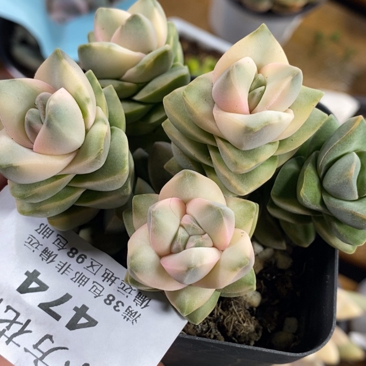 474纪之川锦变异六角