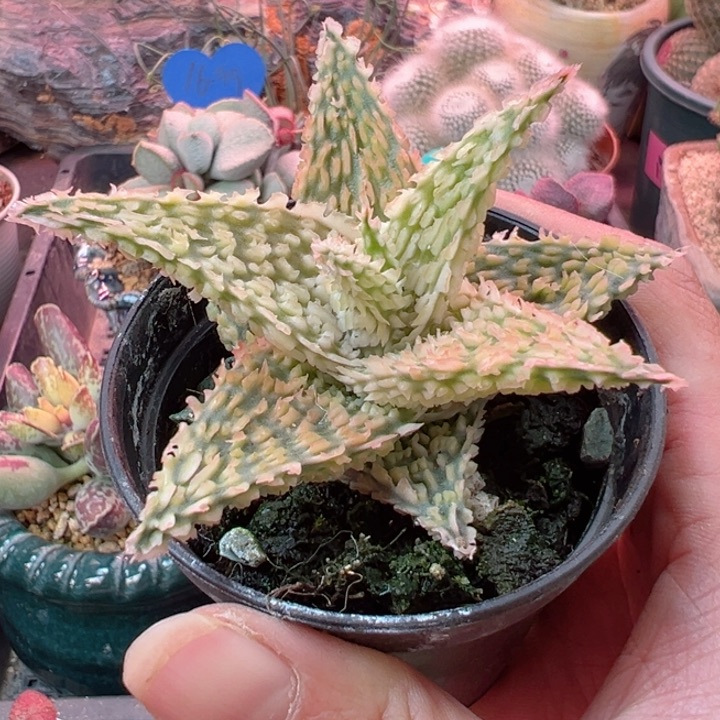 可以的哈不来哦不