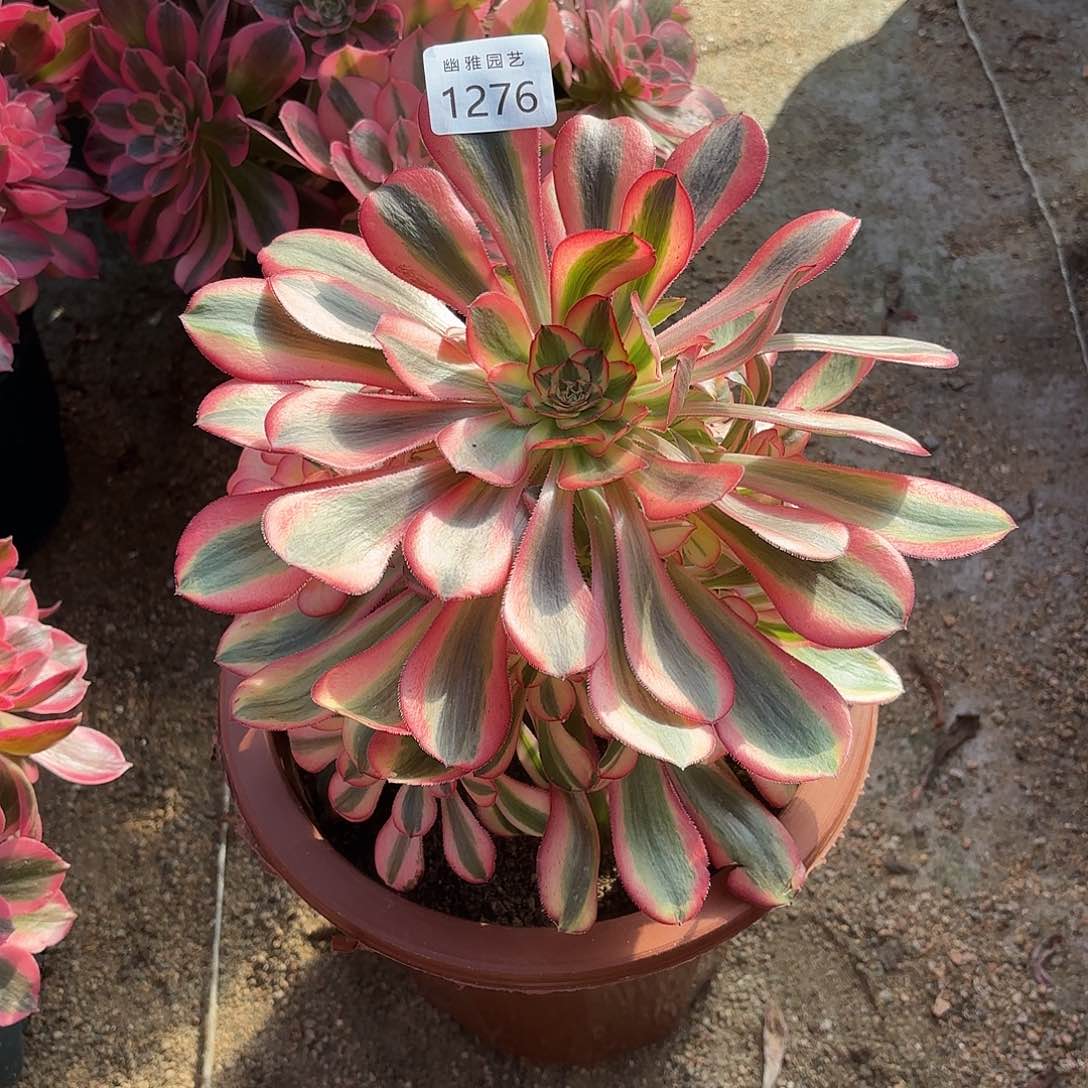 多肉法师粉体香奈儿嫩桩1276