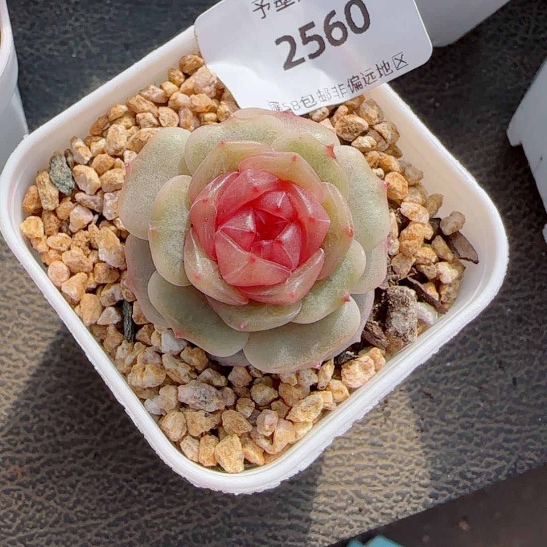 彩恋，2560多肉植物