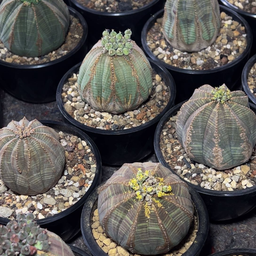 m欧系布纹球一物一拍