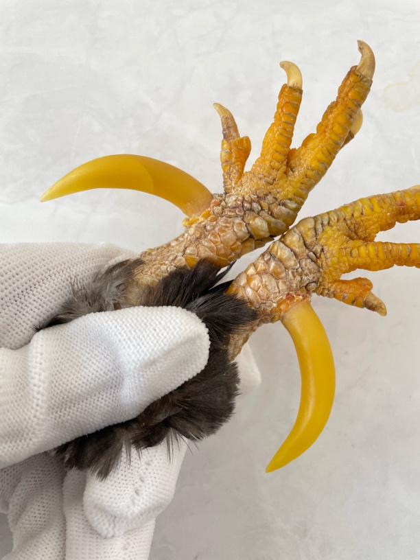 鸡爪骨手把件矮脚鸡大弯钩一对骨长4.8