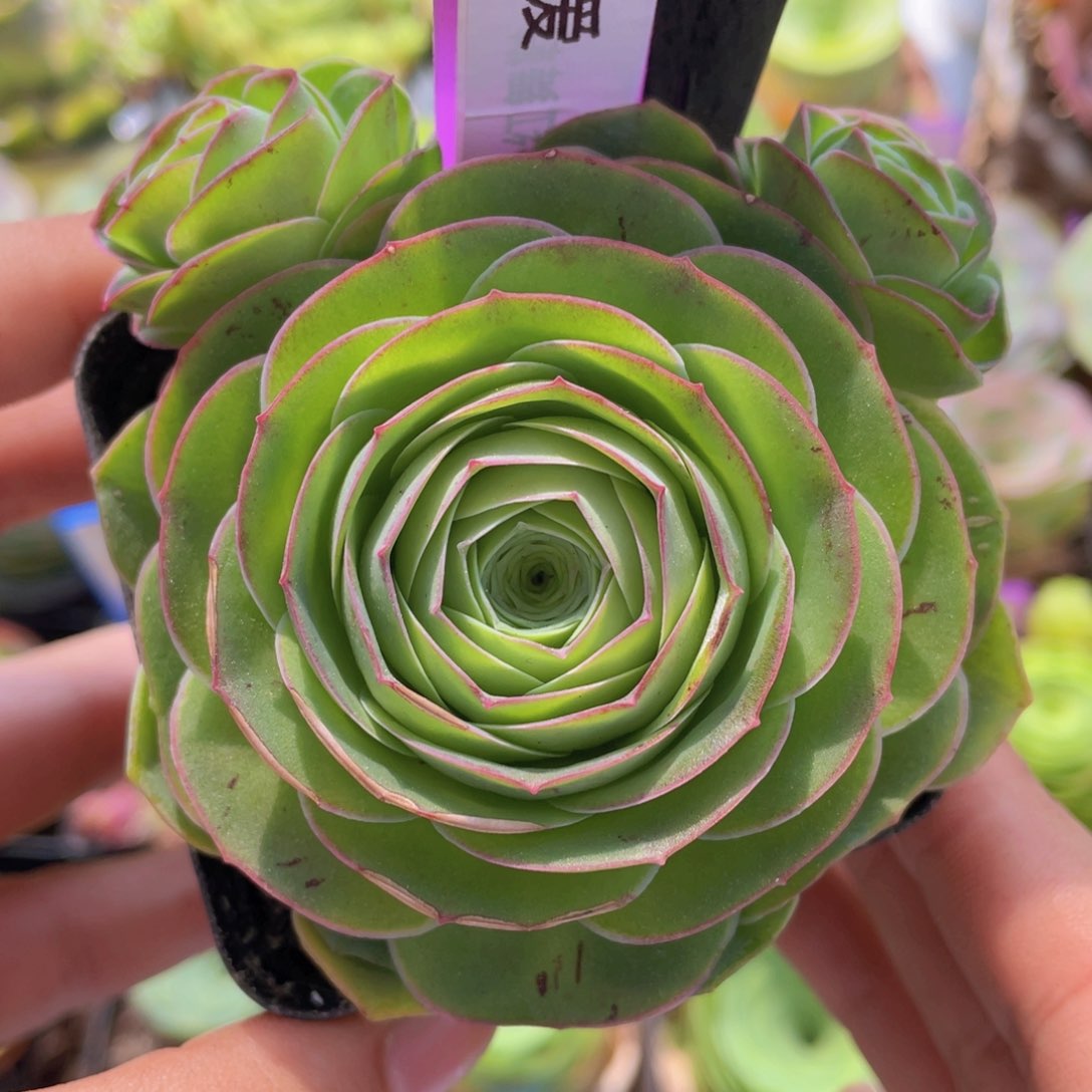 热爱玫瑰一物一拍717