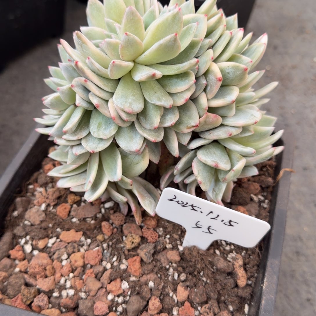 一物一拍梦露锦树缀55