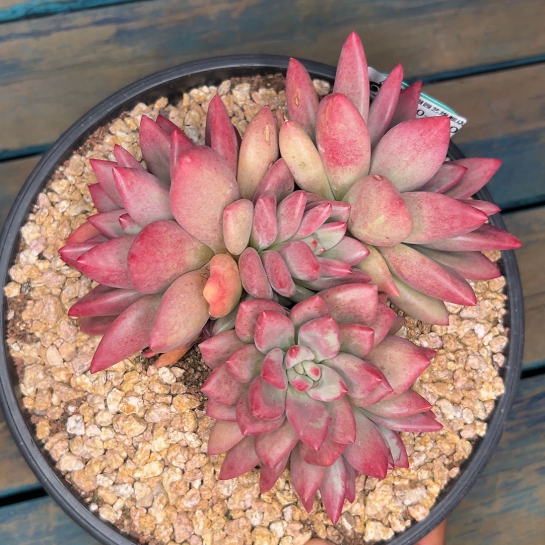 多肉一物一拍0310-220