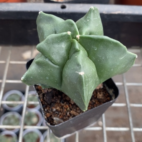 实生角尤6仙人球