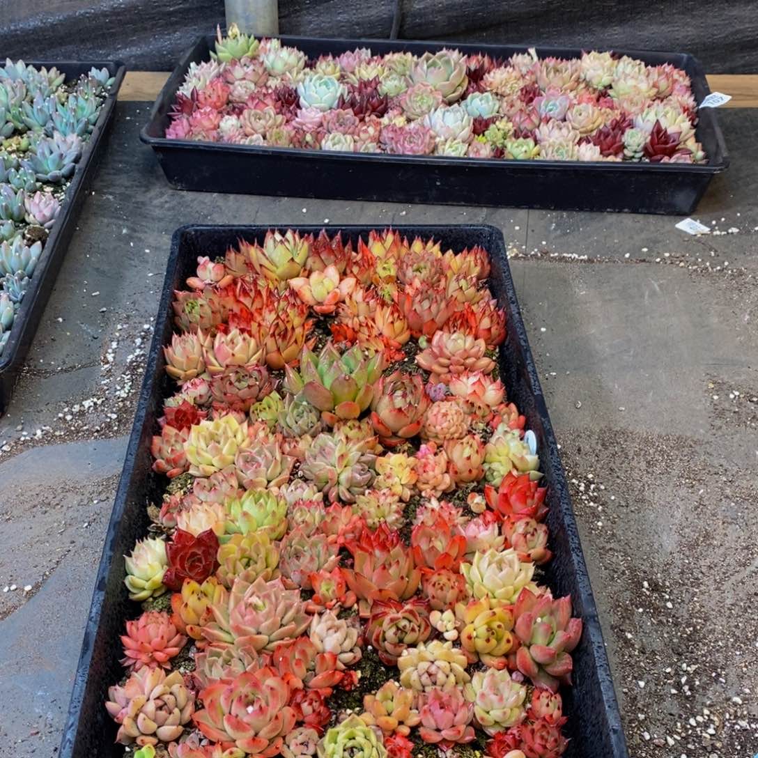 167多肉植物保护研究所所长助理