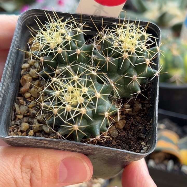 实生金勾刺球群一棵仙人球