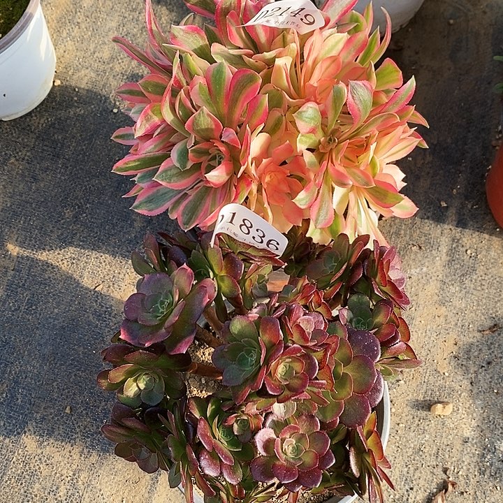 2149、1836樱花女神雨荷多肉母本2颗无售后