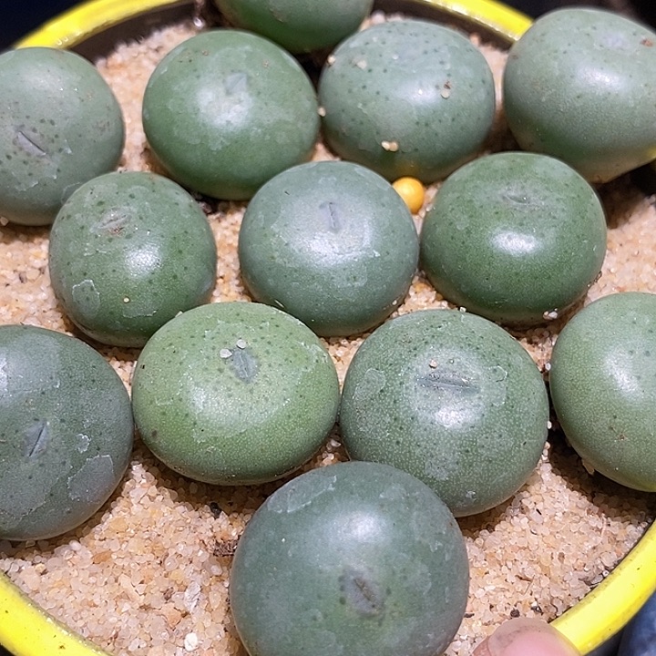 超大小拳拳一组三颗 有瑕疵