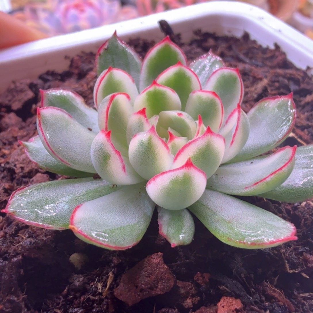 无花朵梦幻玫瑰白锦 