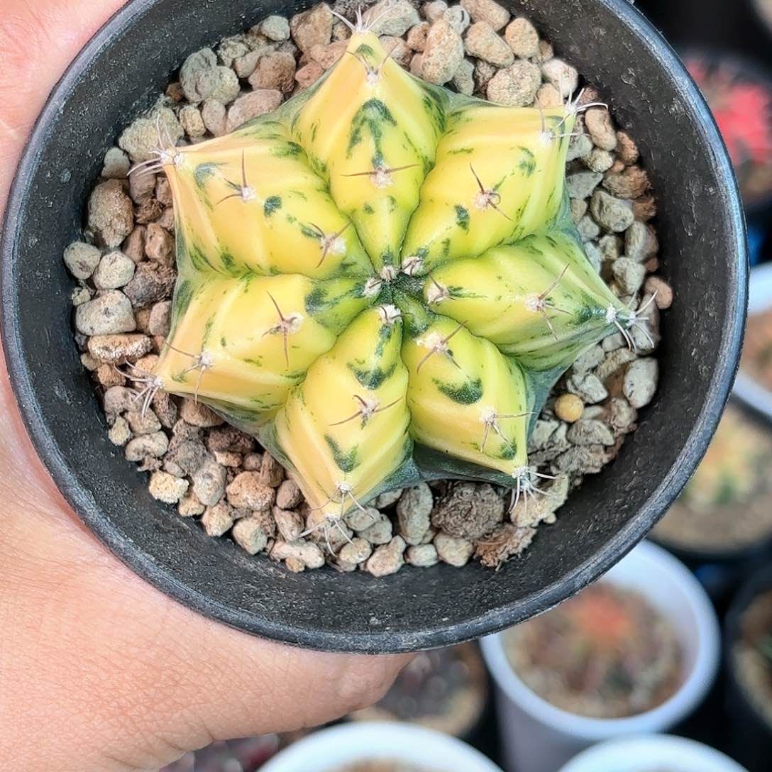 泰系米哈仙人球实生303