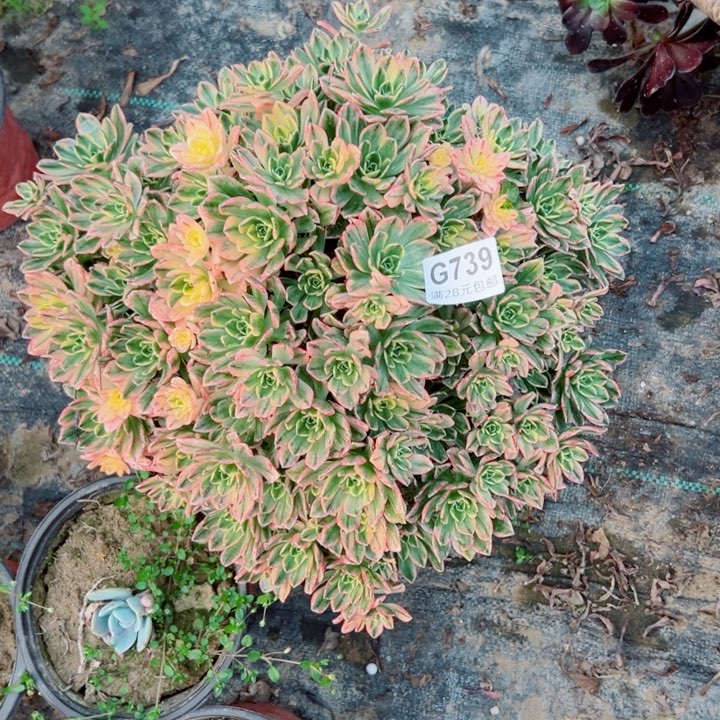 739甜茶多肉植物