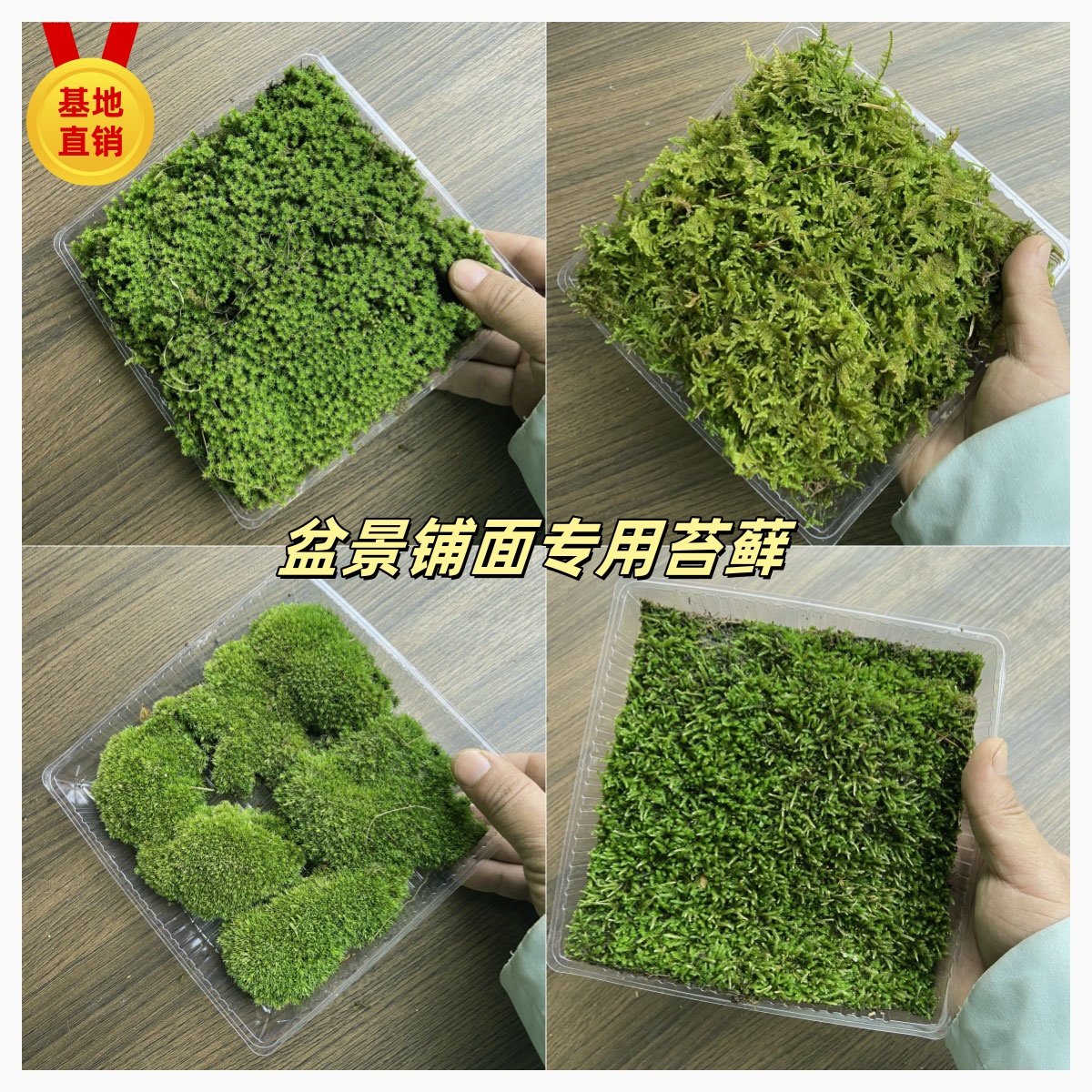 盒装家庭园艺绿植苔藓庭院鲜活微景观造景植物盆景养花苔藓微景观