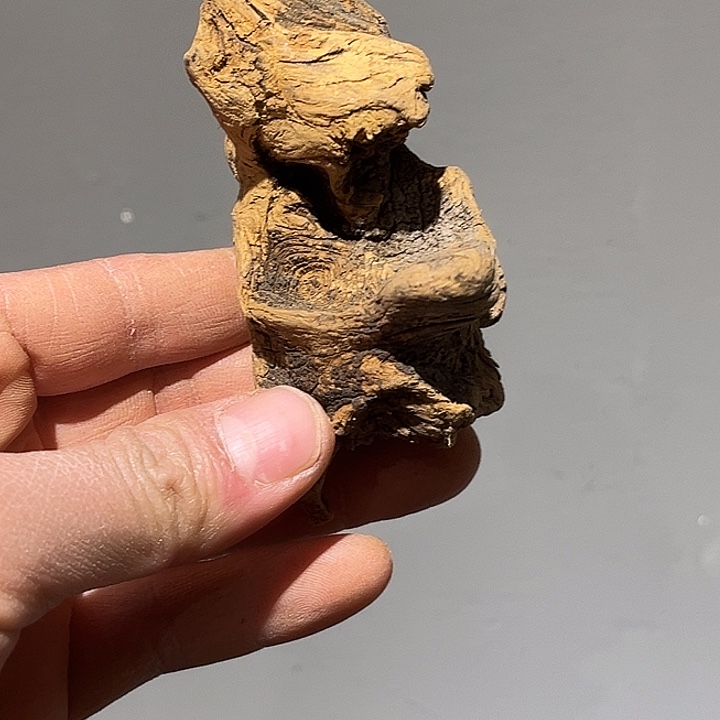 香榧木你是在哪里