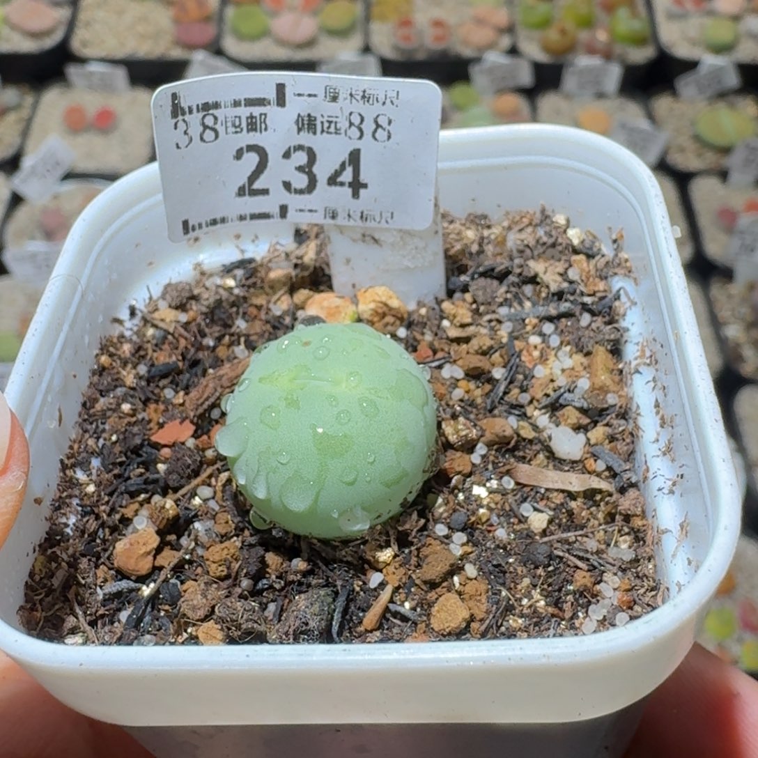 Sss精品清货价234