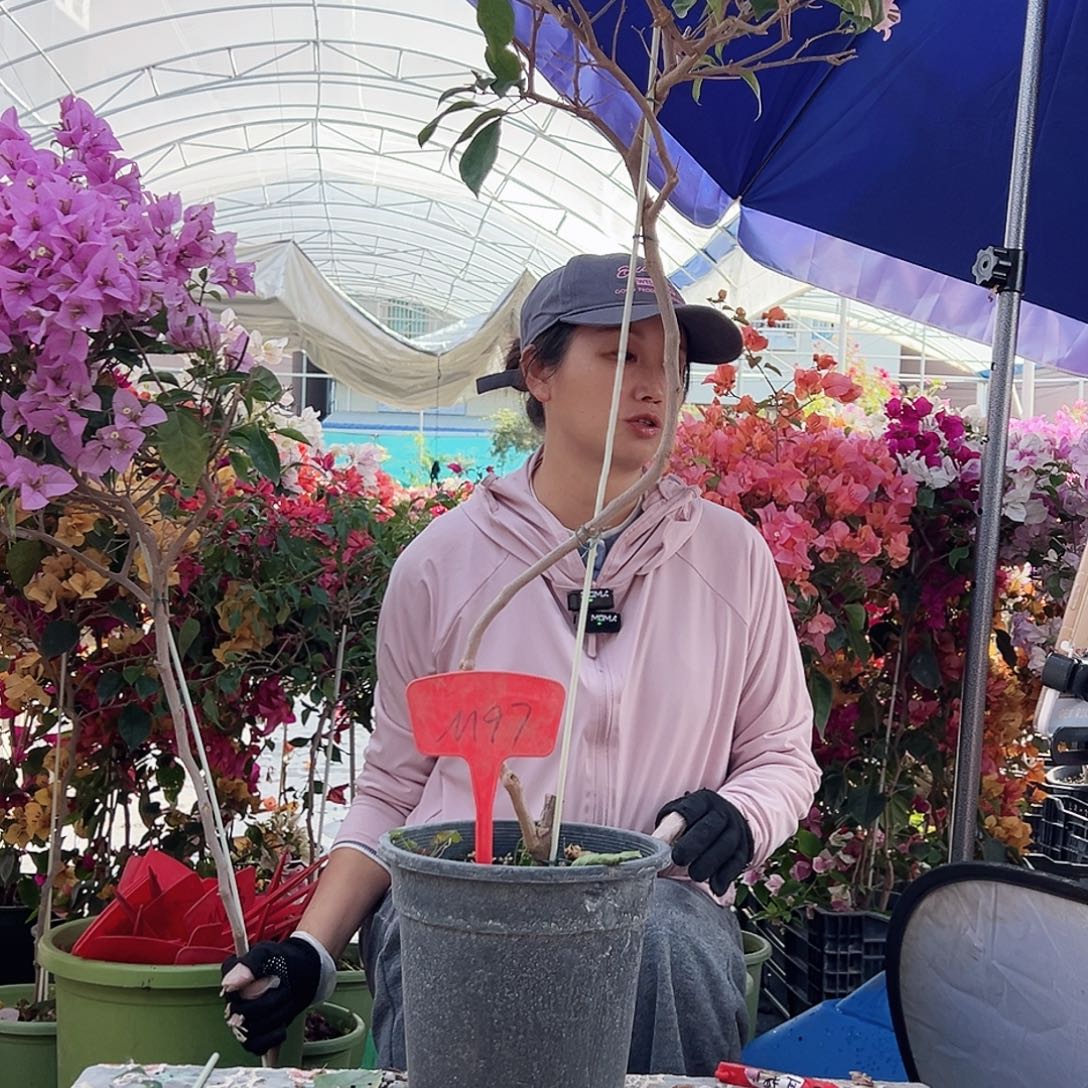 独***行大部分花苞少量开放M97赛佛理