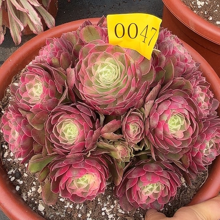 多肉植物孔雀翎0047