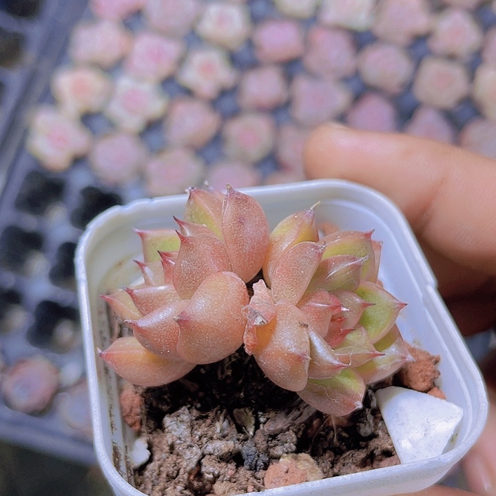 明朗珍妮【满10颗包邮】