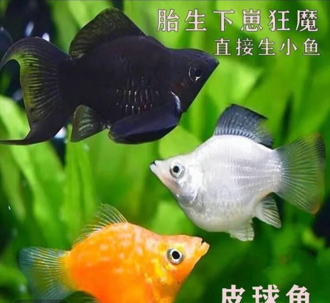 精品玛丽球鱼各种种类包邮