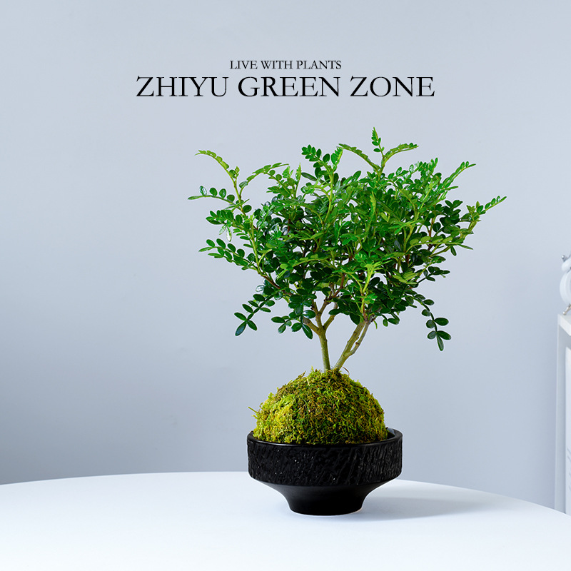 清香胡椒木苔藓球水培植物办公室内桌面净化空气四季常青驱蚊绿植