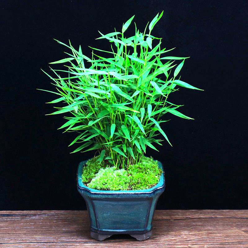 米竹观音竹黄杨内门竹黄金姬翠竹室内室外盆景黄杨树绿植竹子