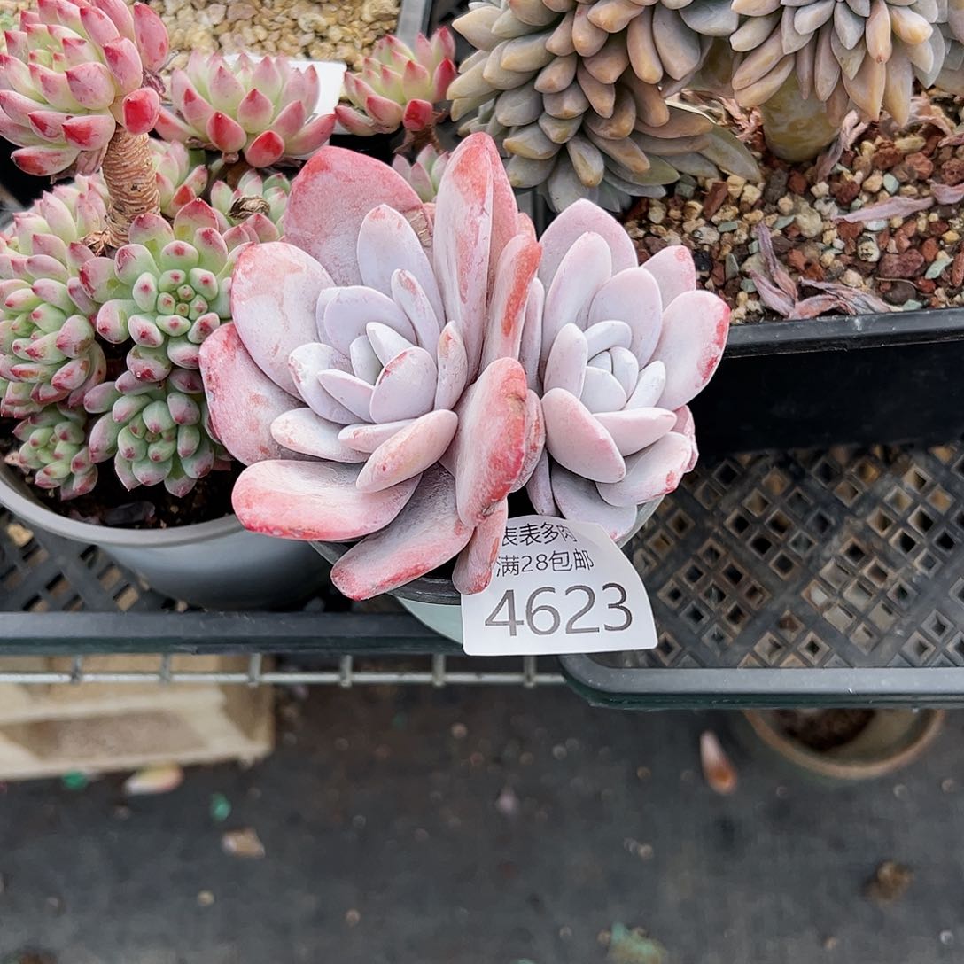 9号平**康我们的确是一4623