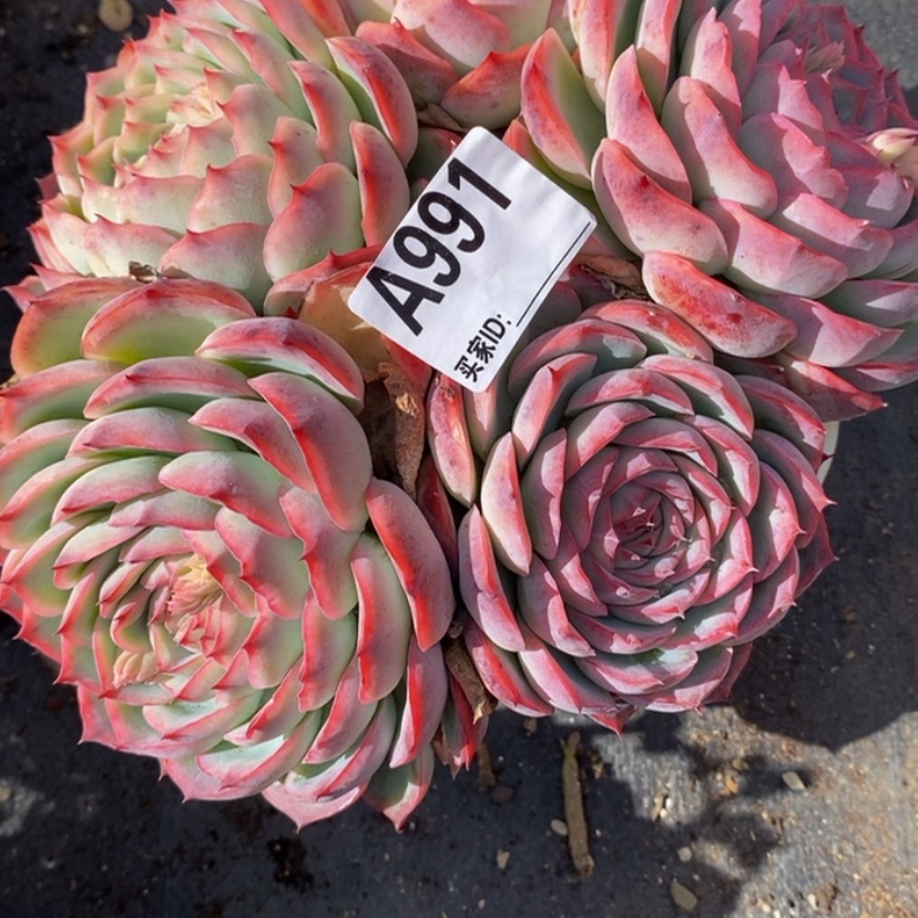 【闪购商品】用****7多肉植物