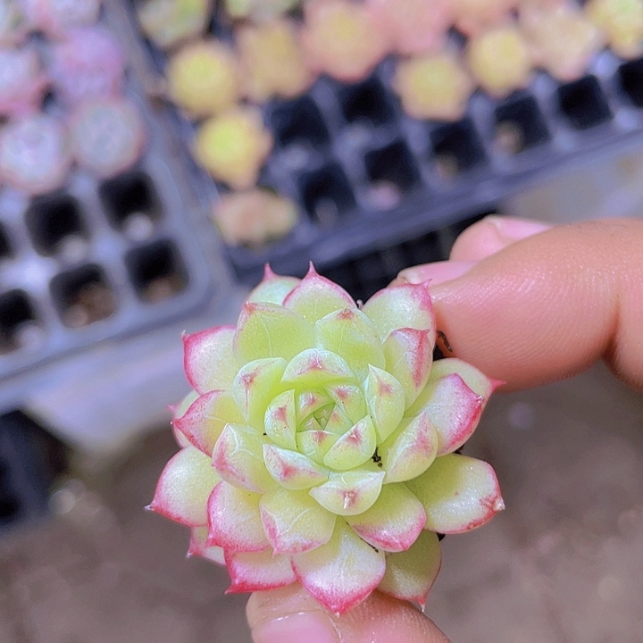 女王麦杆【满10颗包邮】