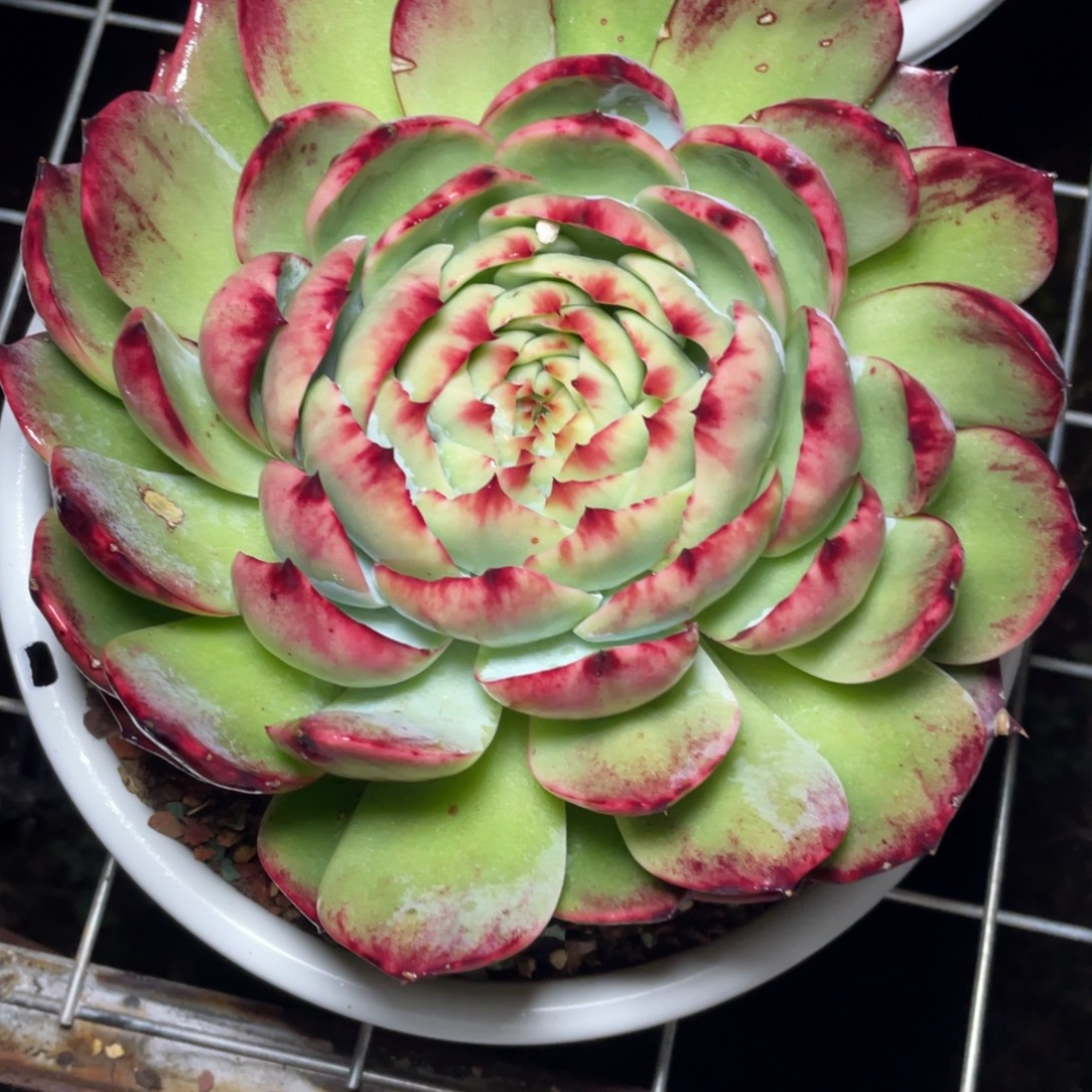 惊鸿仙子冠服20左右