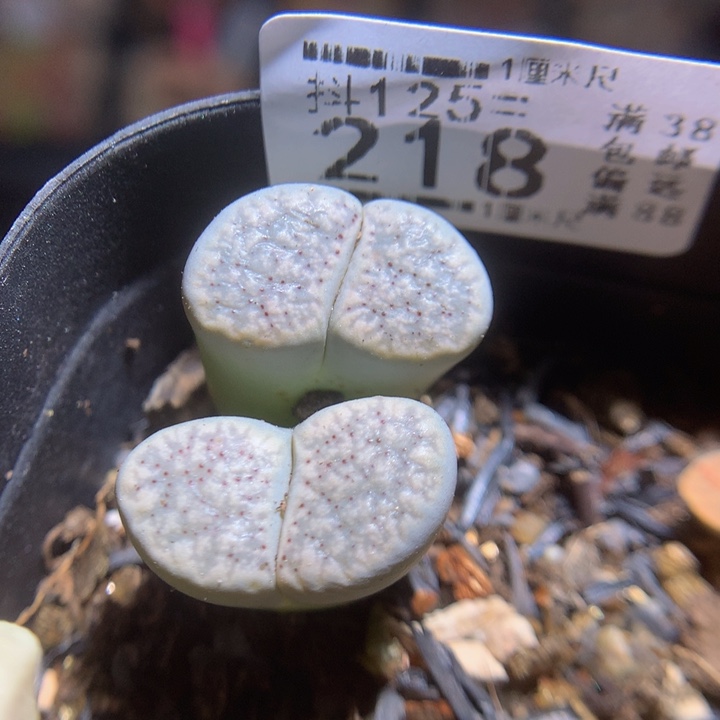 精品生石花125.218