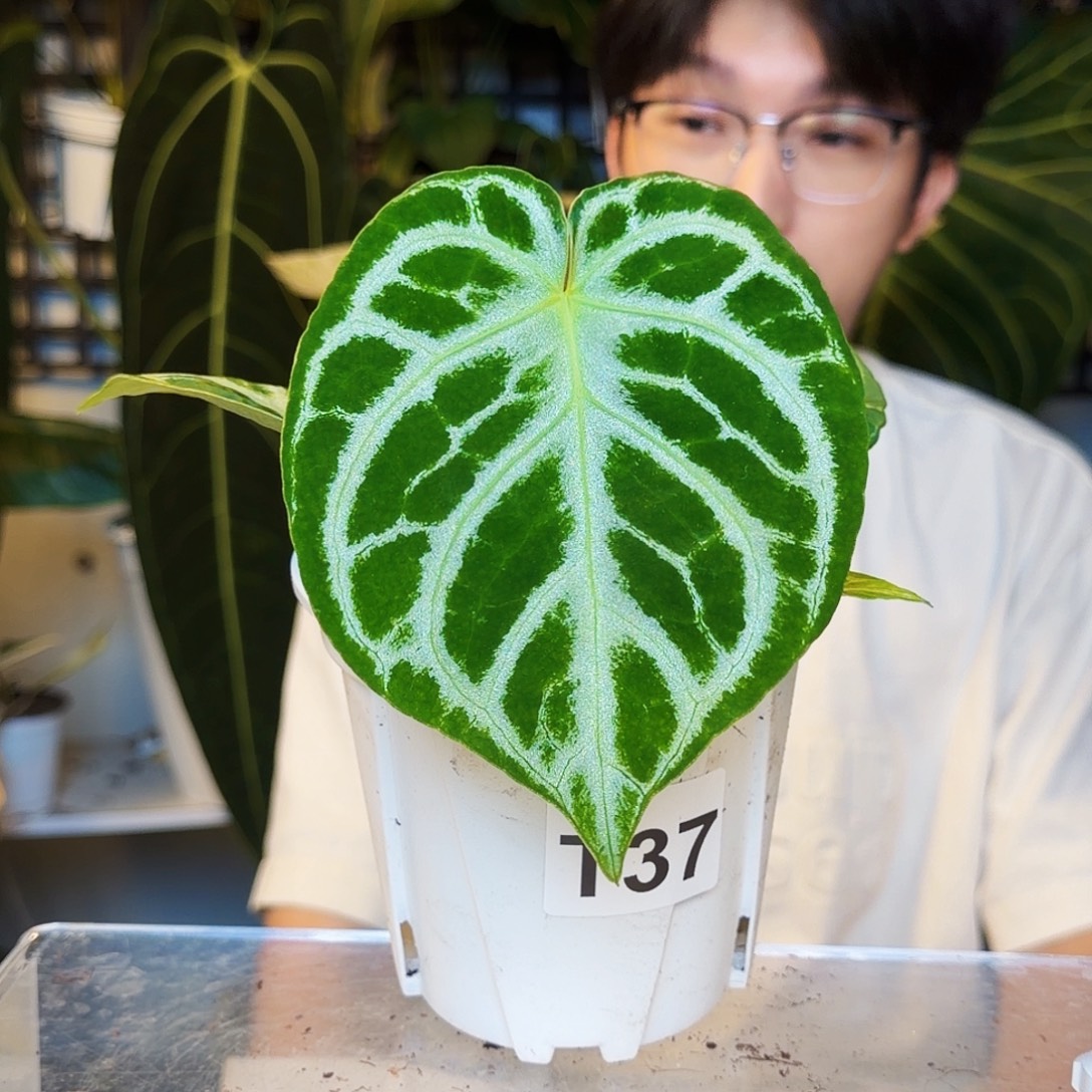 不开花植物T37  铜锣烧