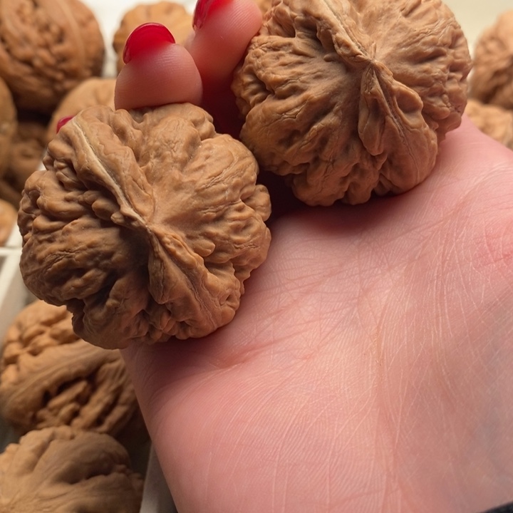 1***册文玩核桃把件霸王龙