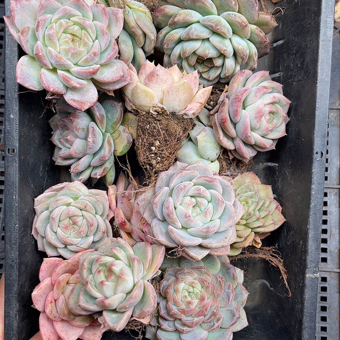 多肉一物一拍3-132